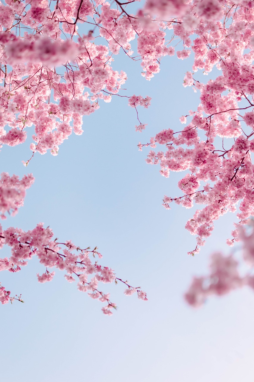 cherry blossoms, flowers, spring-6153384.jpg