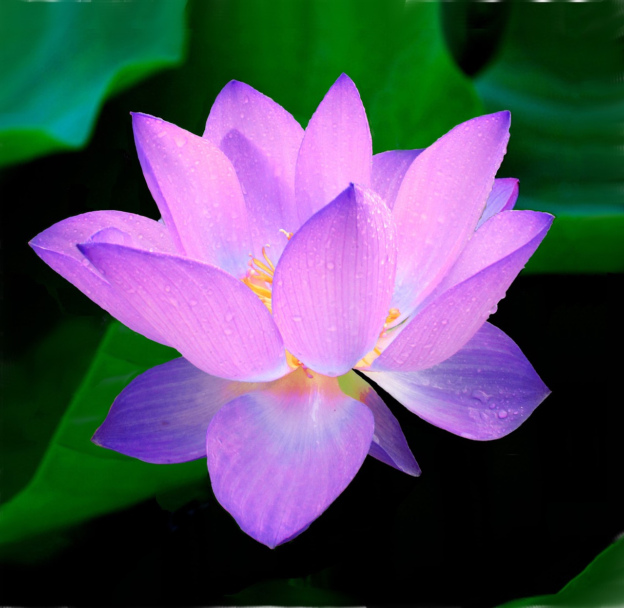 lotus, flower wallpaper, flower background-215460.jpg